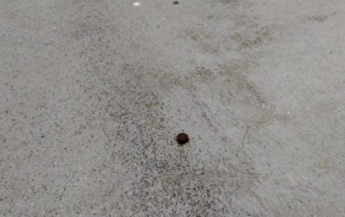 ベランダ防水ビス突き抜け処理