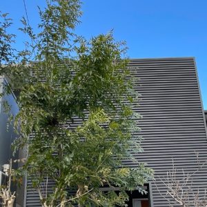 ガルバニウム現況