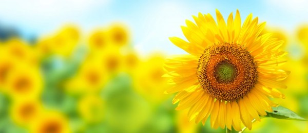 夏の外壁塗装についてサムネイル